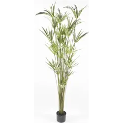 Cyperus växt i kruka cm 152 h