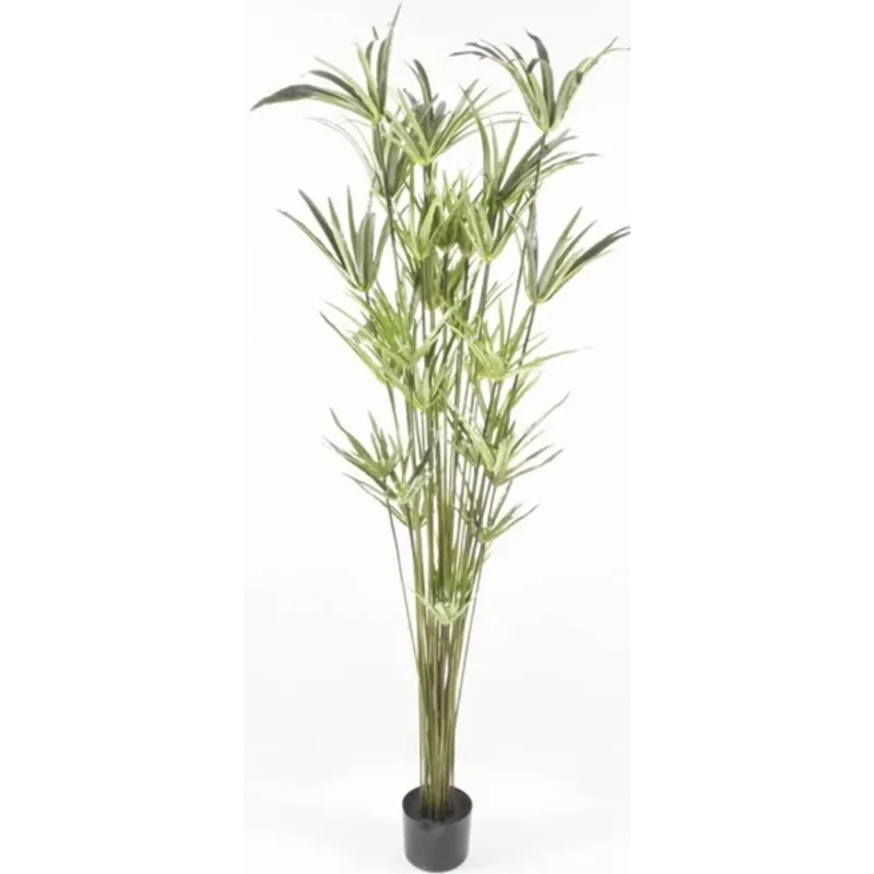 Cyperus växt i kruka cm 152 h