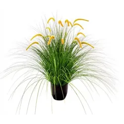Pennisetum setaceum φυτό H 100 cm