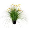 Pennisetum setaceum növény H 100 cm