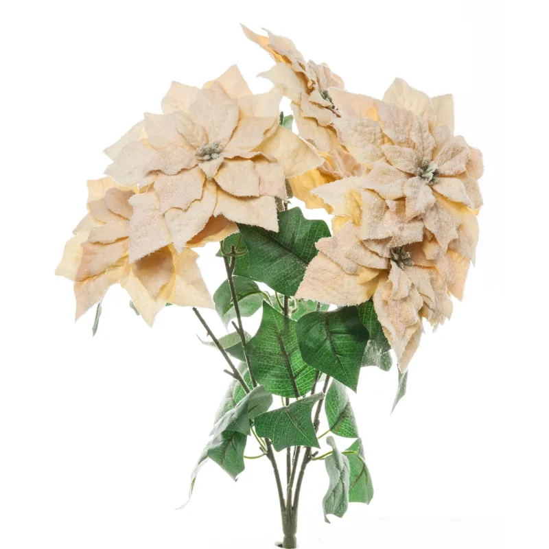 Bush Beige poinsettias enneigés