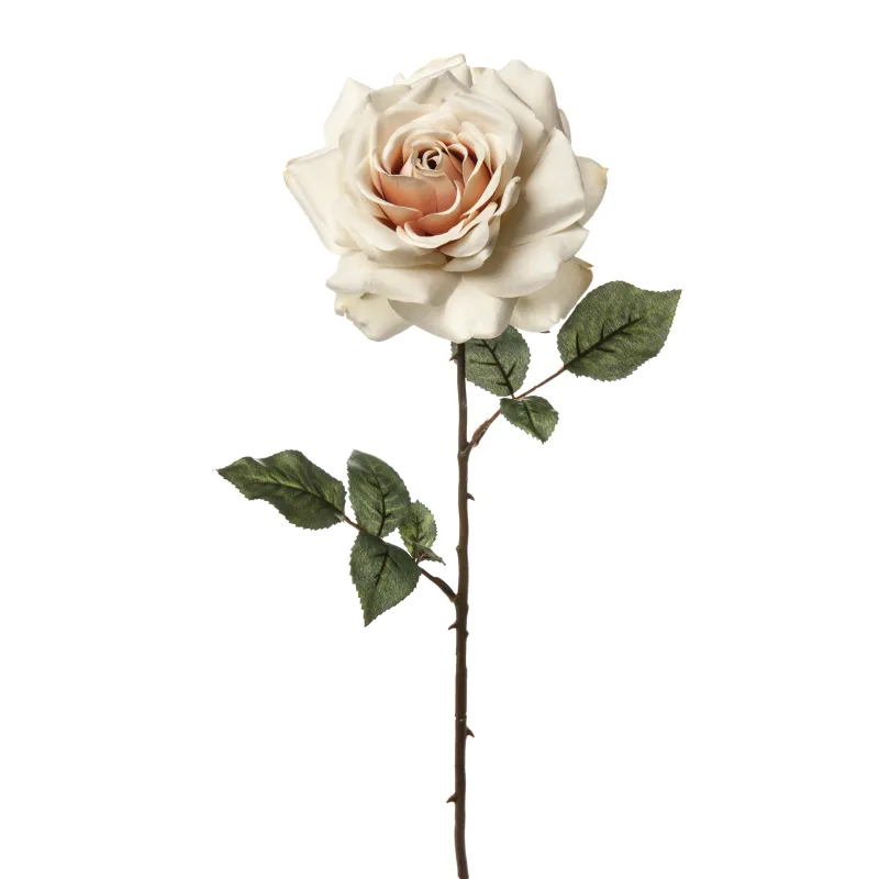 Rosa Madonna Σαμπάνια