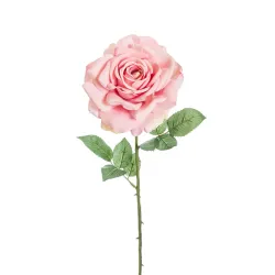 Ροζ Ροζ Madonna