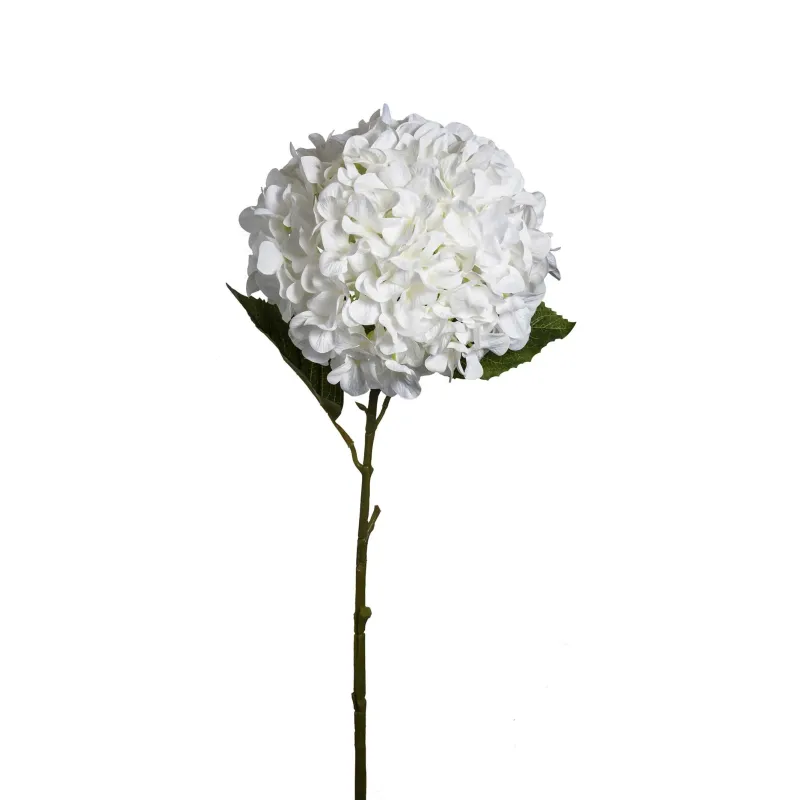 Grote witte hortensia