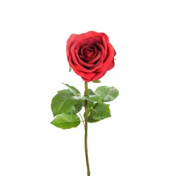 Rosa Elisa in three colors