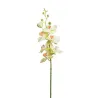 Phalaenopsis Orchidée Luxe