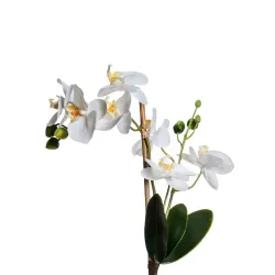 Phalaenopsis Orchid Shoot en dos tamaños