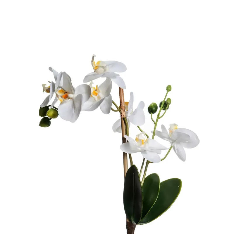 Gałąź Orchidea Phalaenopsis duża