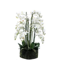 Planta de orquídea Phalaenopsis natural