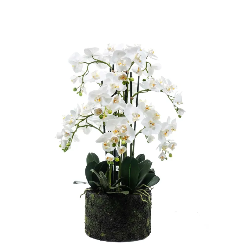 Orchidea növény Phalaenopsis természetes cm 80