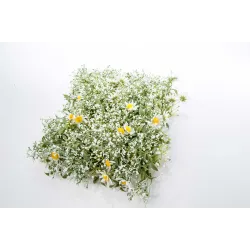 Margherite kakel 25 x 25 cm