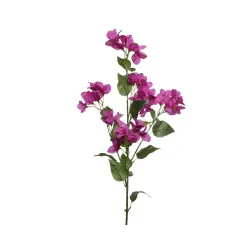 Bougainvillier cm 14 x 37 x 112
