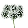 Flor Pom Pon pequeno branco 36 pcs