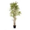 Planta de bambu Cm 240