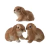 Lapins assortis