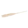 Pampas Lunghe 115 Cm