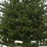 Albero di Natale Stanford in varie altezze | ChartaRè