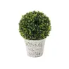 Boxwood with vase