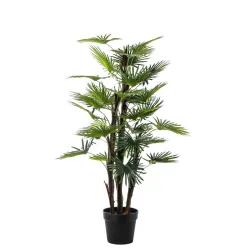 Fenixpalm växt med 30 blad H 120 cm