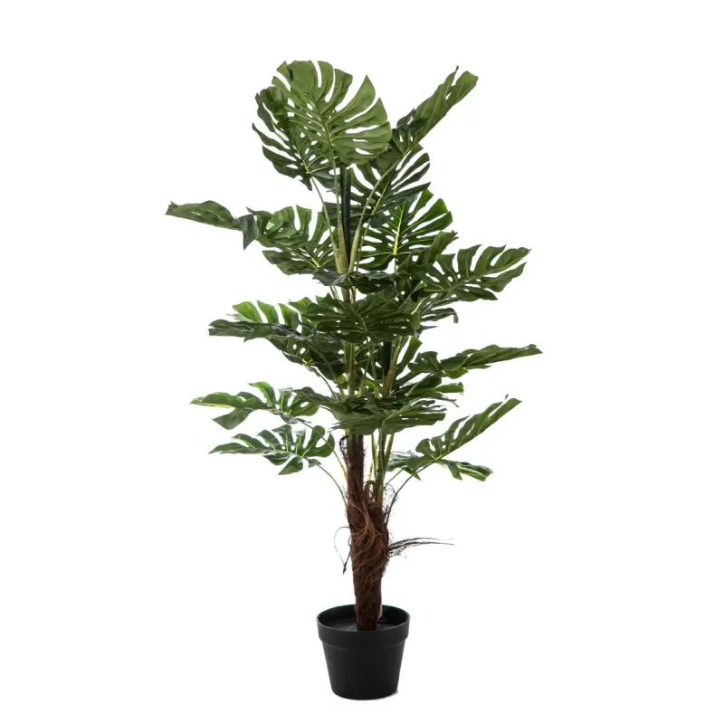 Φιλόδενδρο με 24 φύλλα H 120 cm