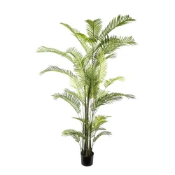 Areca növény 36 leveles h 270 cm