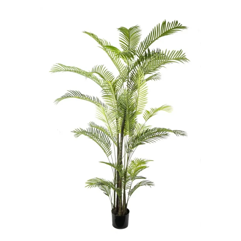 Areca-Pflanze mit 36 Blättern, H 27 cm | ChartaRè