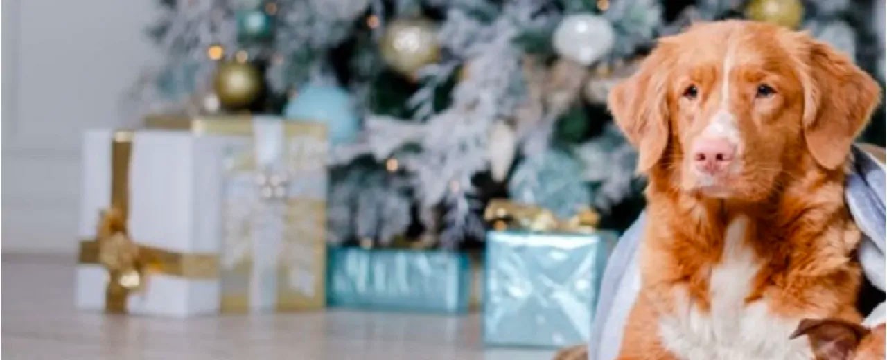 Natal feito sob medida para seus amigos peludos